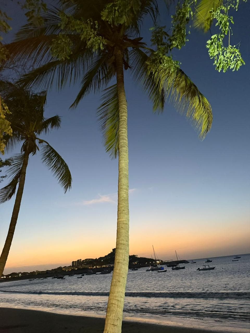 Palmera frente a Playa Potrero al atardecer